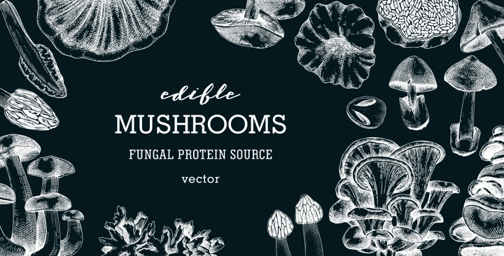 Edible mushrooms vector background. Vintage autumn forest plant frame on chalkboard. Fall banner design with hand drawn fungi sketches. Healthy food, fungal protein vector illustration for print 